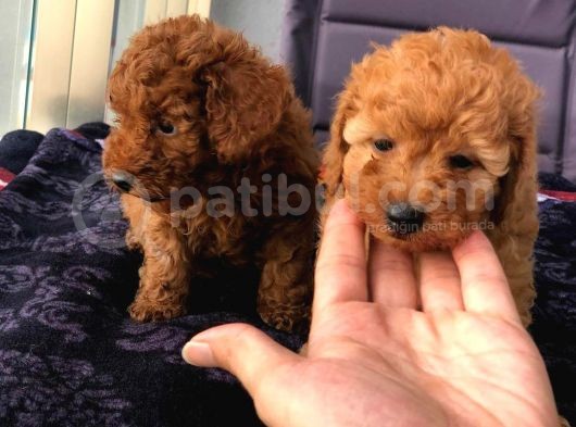 Gulen Surat Dunya Tatlisi Toy Poodle Bebeklerimiz görsel