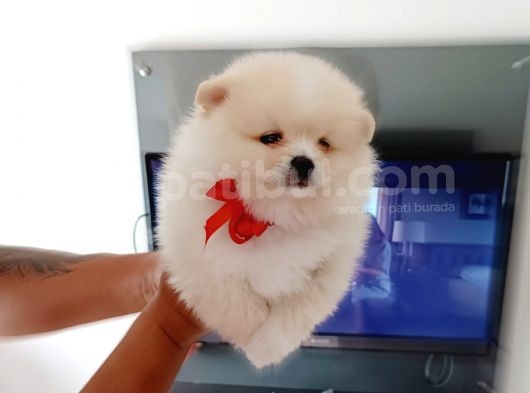 Muhteşem Pomerian Boo Yavrular görsel