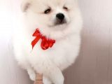 Muhteşem Pomerian Boo Yavrular