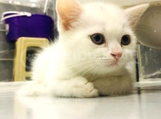 Uygun Fiyatlı Sahiplendirme görsel