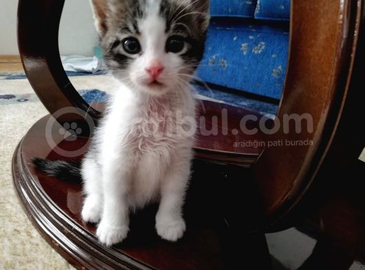 1.5 Aylik Mi̇ni̇k Yuva Ariyor görsel