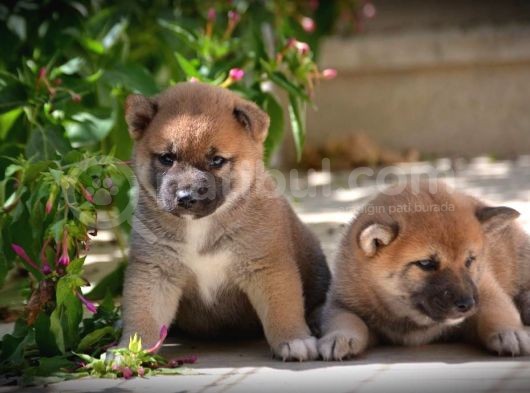 Shiba Inu Anne Baba Secereli Yavrularımız görsel