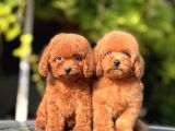 Safkan Toy Poodle Yavrular