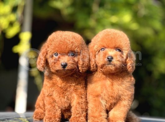 Safkan Toy Poodle Yavrular görsel