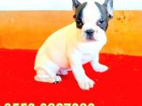Erkek Ve Di̇şi̇ French Bulldog Yavrularimiz İzmi̇r