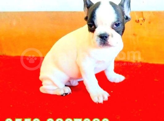 Erkek Ve Di̇şi̇ French Bulldog Yavrularimiz İzmi̇r görsel