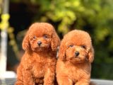 Safkan Toy Poodle Yavrular