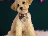 2-2,5 Kg Geçmeyecek Eğitimli Toy Poodle Yavru