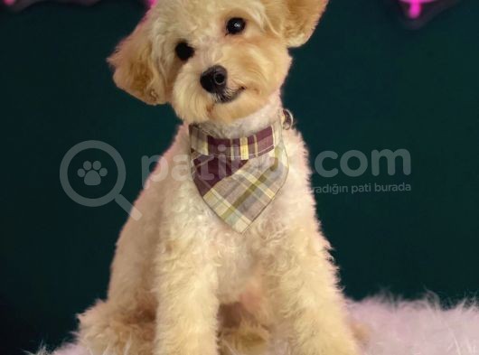 2-2,5 Kg Geçmeyecek Eğitimli Toy Poodle Yavru görsel