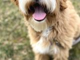 Goldendoodle Hypoallerjenik Terapi Köpekleri Türkiyede Tek
