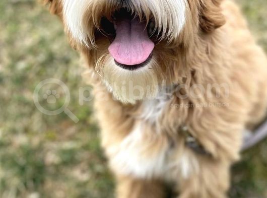 Goldendoodle Hypoallerjenik Terapi Köpekleri Türkiyede Tek görsel