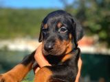 Anne Baba Secereli Son Dobermann Yavrularımız