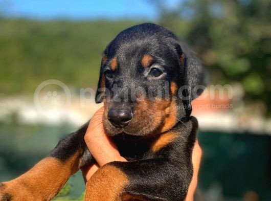 Anne Baba Secereli Son Dobermann Yavrularımız görsel