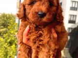 3 Aylık 1 Kg Redbrown Toypoodle Dişi
