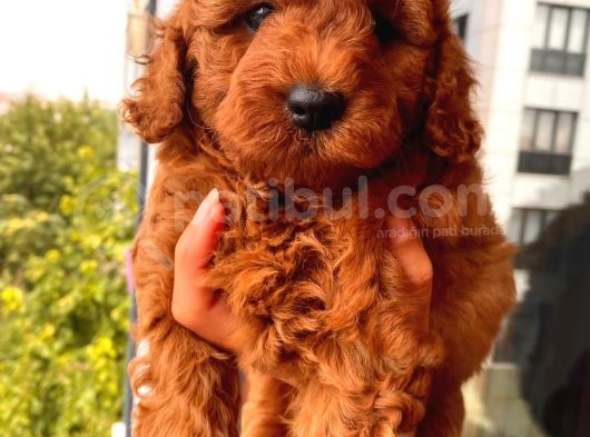 3 Aylık 1 Kg Redbrown Toypoodle Dişi görsel