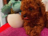 Türünün  En Iyisi Toypoodle Yavrular