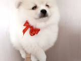 Muhteşem Pomerian Boo Yavrular