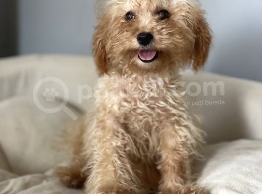 1,5 Kg Eğitimli 5 Aylık Dişi Toy Poodle