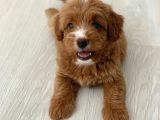 Red Particolour Orjinal Maltipoo Yavrumuz