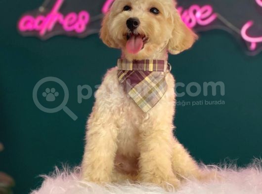 2-2,5 Kg Geçmeyecek Eğitimli Toy Poodle Yavru görsel