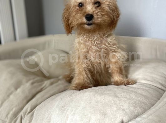 1,5 Kg Eğitimli 5 Aylık Dişi Toy Poodle görsel