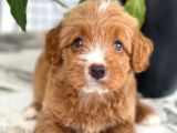 Red Particolour Orjinal Maltipoo Yavrumuz