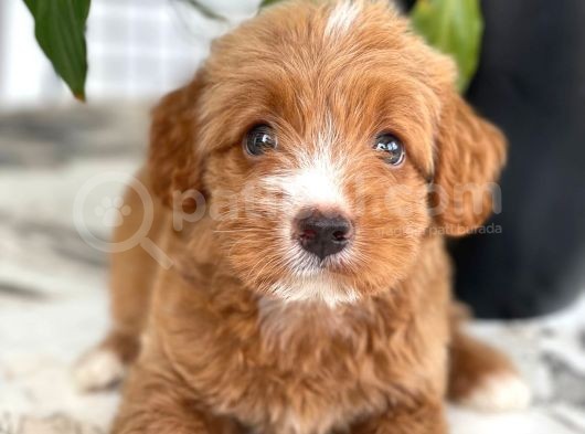 Red Particolour Orjinal Maltipoo Yavrumuz görsel