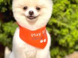 1,5-2 Kg Orjinal Pomeranian Boo Oğlumuz Rio