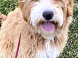 Goldendoodle Hypoallerjenik Terapi Köpekleri Türkiyede Tek