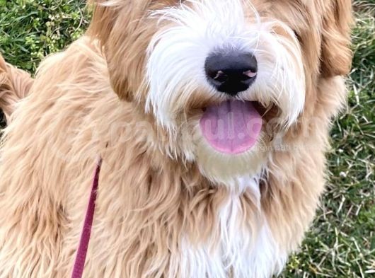 Goldendoodle Hypoallerjenik Terapi Köpekleri Türkiyede Tek