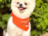 1,5-2 Kg Orjinal Pomeranian Boo Oğlumuz Rio