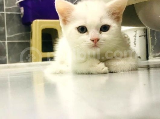 Uygun Fiyatlı Sahiplendirme görsel