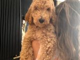 Labradoodle Red Ve Red Brown Terapi Köpekleri
