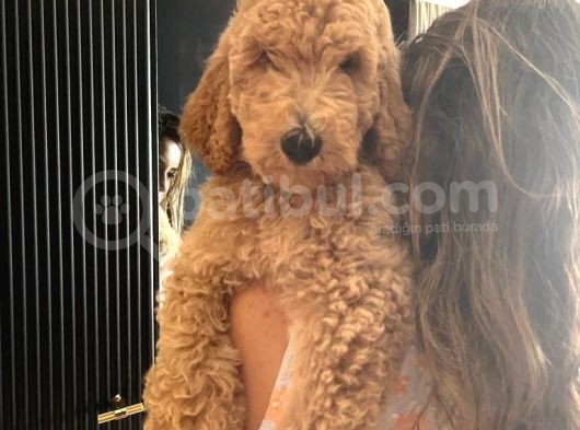 Labradoodle Red Ve Red Brown Terapi Köpekleri görsel