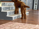 Dev Poodle Standart Boy Özel Köpekler Red Brown
