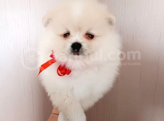 Muhteşem Pomerian Boo Yavrular görsel