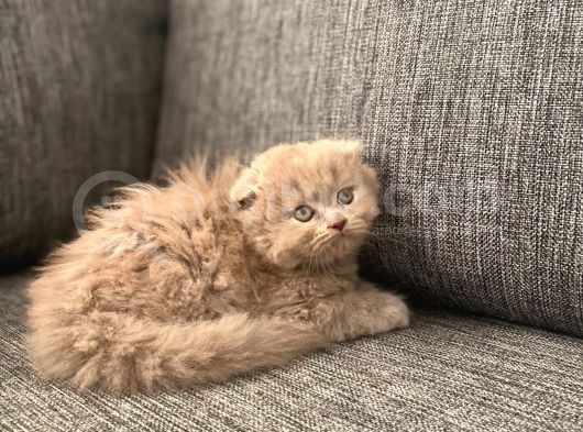 Li̇lac Longhai̇r Scotti̇sh görsel