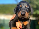 Anne Baba Secereli Son Dobermann Yavrularımız