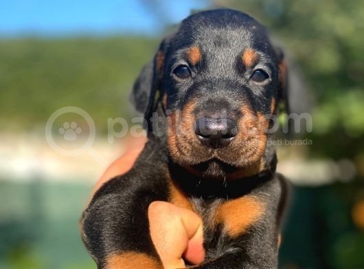 Anne Baba Secereli Son Dobermann Yavrularımız görsel