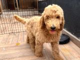 Labradoodle Red Ve Red Brown Terapi Köpekleri