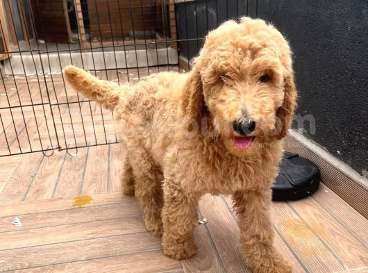 Labradoodle Red Ve Red Brown Terapi Köpekleri