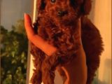 Türünün  En Iyisi Toypoodle Yavrular