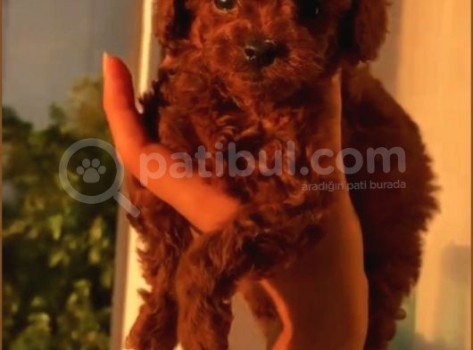 Türünün  En Iyisi Toypoodle Yavrular görsel