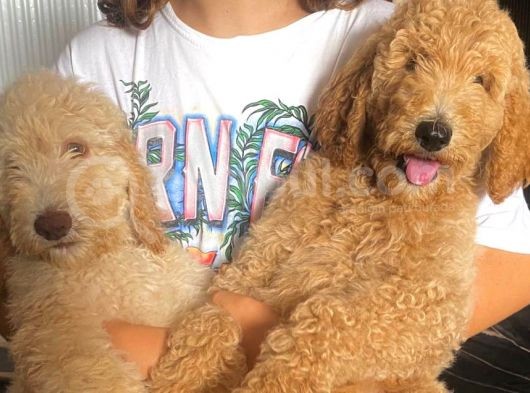 Labradoodle Red Ve Red Brown Terapi Köpekleri görsel