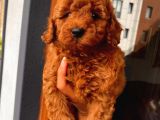 3 Aylık 1 Kg Redbrown Toypoodle Dişi