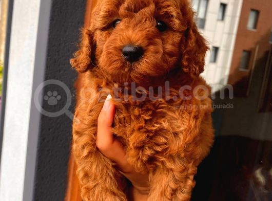 3 Aylık 1 Kg Redbrown Toypoodle Dişi görsel