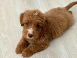 Red Particolour Orjinal Maltipoo Yavrumuz