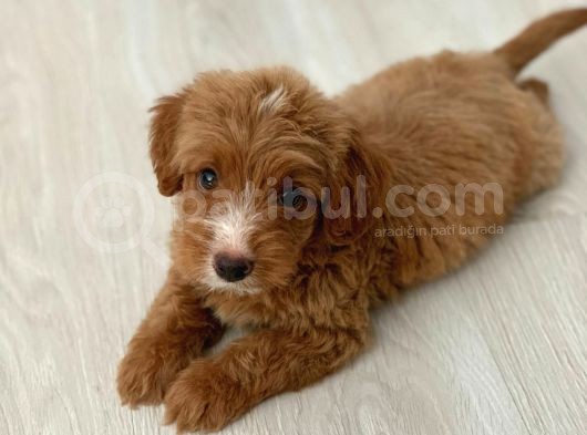 Red Particolour Orjinal Maltipoo Yavrumuz görsel