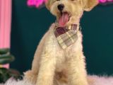 2-2,5 Kg Geçmeyecek Eğitimli Toy Poodle Yavru