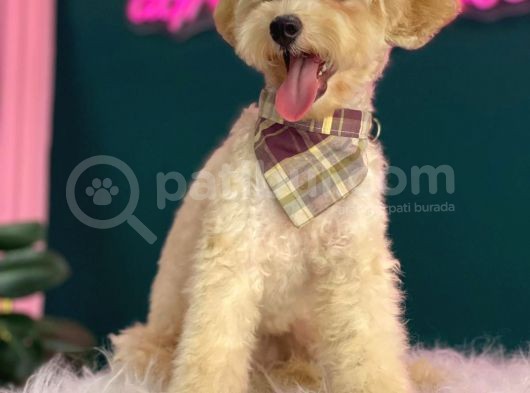 2-2,5 Kg Geçmeyecek Eğitimli Toy Poodle Yavru görsel